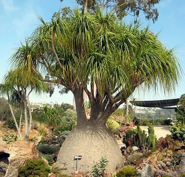 راهنمای نگهداری و پرورش گیاهان آپارتمانی - لیندا